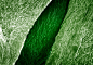 Alpert_terra_cibus_no_3_celery_leaf