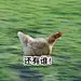 采集图片