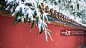 雪,故宫,大风雪,节气,雪花正版图片素材