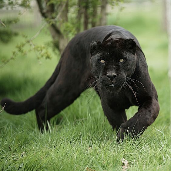 Black Jaguar by Coli...