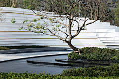 bluue洛采集到植物-主景树
