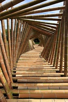 giant timber bamboo