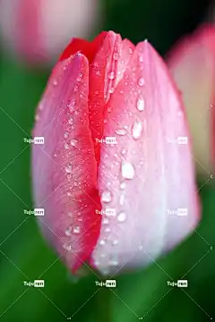 郁金香 花 花卉背景 开花 美丽的花朵 花壁纸 花瓣 自然