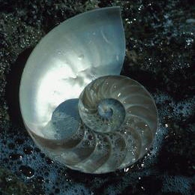 Mother of pearl buil...