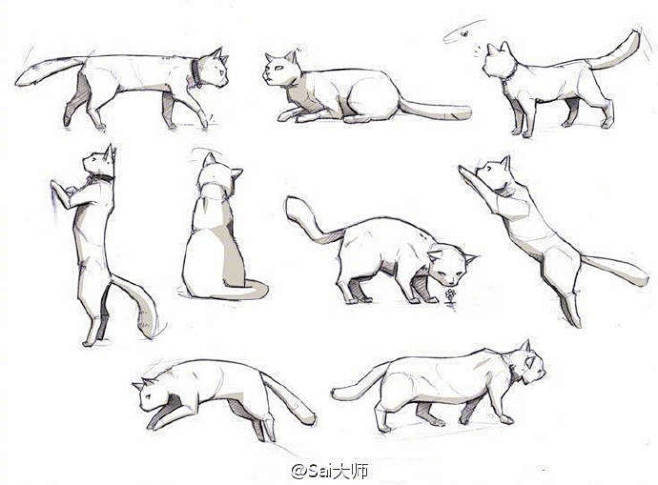 #绘画学习# 
一组猫动态绘画素材！速速...