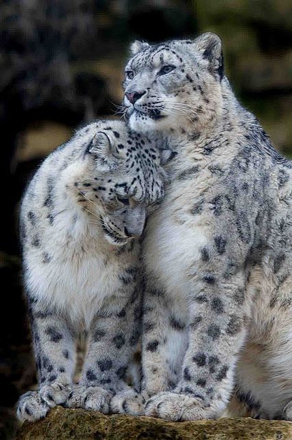 Beautiful Snow Leopa...