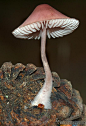 松果帽子（Mycena Seynii）更多类似的图钉在FOSTERGINGER @ Pinterest 