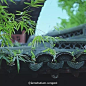 青砖黛瓦·中国建筑的韵味
#美学##艺术设计##设计秀# ​​​​