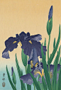 小原古邨 Ohara Koson (1877-1945) ​​​​