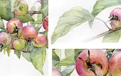 唯美花卉植物插画图片 彩铅水彩手绘作品 绘画临摹参考素材276张-淘宝网