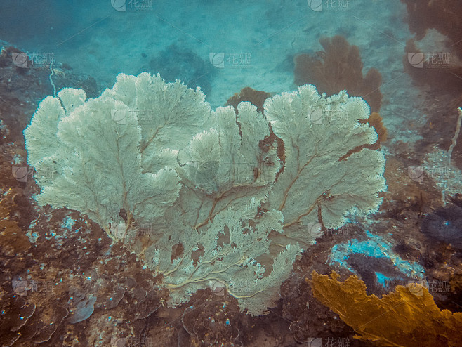 缅甸深海中的大海扇