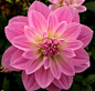 花卉559