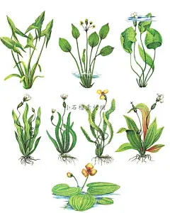 手绘插画水彩绿色水生植物盆栽绿植水草植物PNG设计素材png404-淘宝网