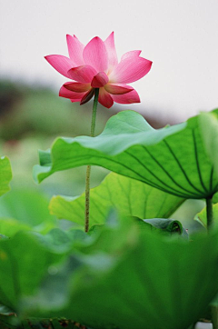 ♡小蝴蝶♡采集到春暖花开