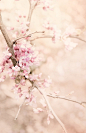 粉红色的花，樱花
pink flowers, cherry blossoms