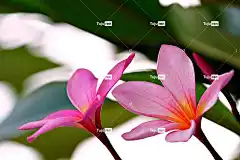 姜黄色百合花 花卉背景 花壁纸 花朵 植物 素馨花 美丽的花朵