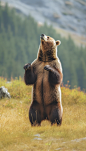 野生动物巨大的棕熊动物摄影图片