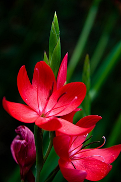 茆芽儿采集到花