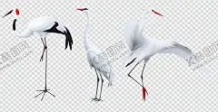 仙鹤 【酷图网】鹤,仙鹤,国潮,国潮插画,飞鹤,手绘,手绘仙鹤,白仙鹤,飞舞,鸟,元素,素材,飞仙鹤,白鹤,丹顶鹤,舞仙鹤,鹤群,意境,国潮仙鹤,中国风,手绘鹤,白鹤展翅,丹顶鹤展翅,古风仙鹤,中国风仙鹤,古典仙鹤,瑞鹤图,仙鹤插画,鹤舞仙境,国画花鸟,天空仙鹤,仙鹤素材,鹤素材