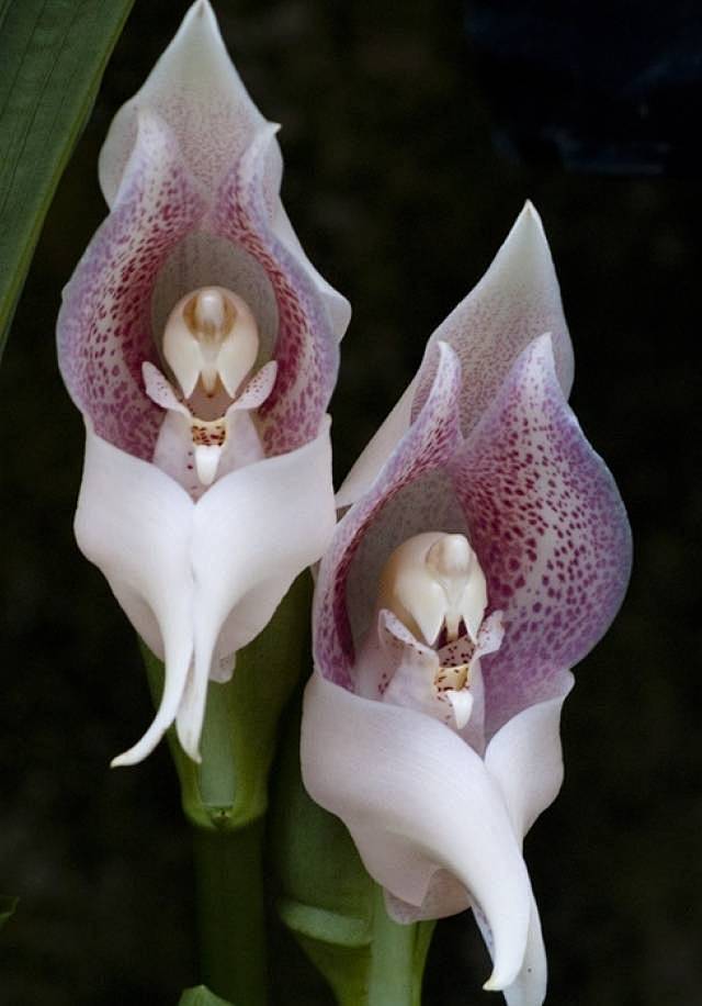 100种珍稀兰花摄影美醉了