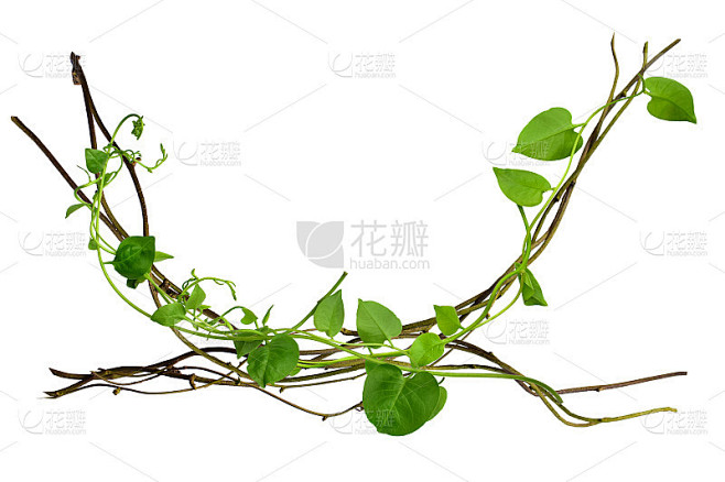 螺旋扭曲的丛林树枝，藤本植物，葡萄的根树孤立在白色的背景，修剪路径包括。高清图像和大分辨率。可以用作