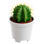 Golden Barrel  3D Icon