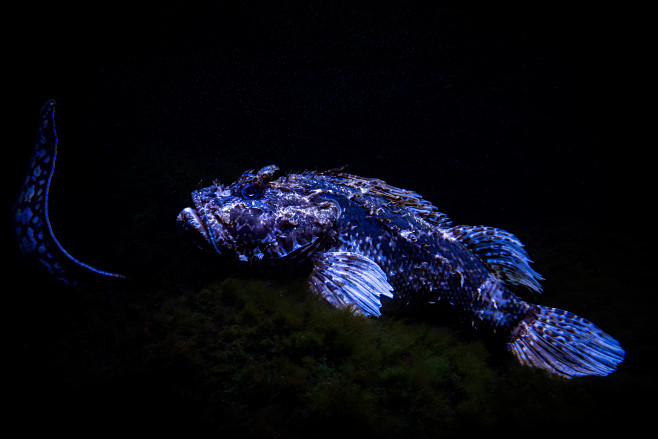 fish water underwate...