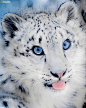 雪豹宝宝，蓝眼睛，粉嫩可爱