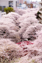 wow! definitely want to see - cherry blossoms in full bloom, Meguro River, Tokyo, Japan.