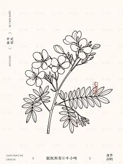 决明AI插画包装设计，一眼就爱上！ - 小红书