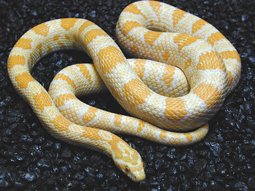 玉米蛇色系图片