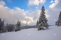 神奇的冬季景观——云杉被雪覆盖