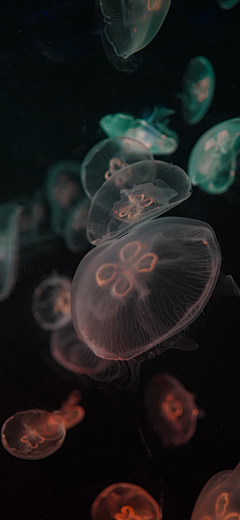 西兰花_开采集到【海洋生物】