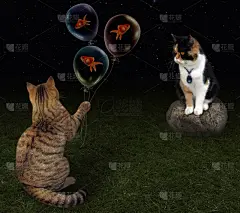 猫,蓝宝石,约会之夜,金鱼,浪漫,节日,礼物,情人节,约会,爱