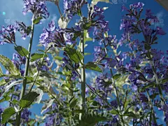 阳光下的紫花_5237778343