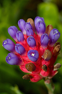 莱莱_给我一罐菠菜采集到鲜花