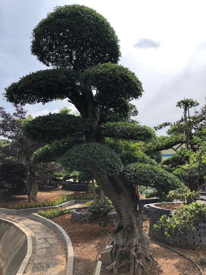 榆树