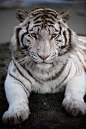 White Tiger