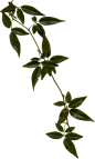 绿叶小草免抠PNG图片素材（第一集）