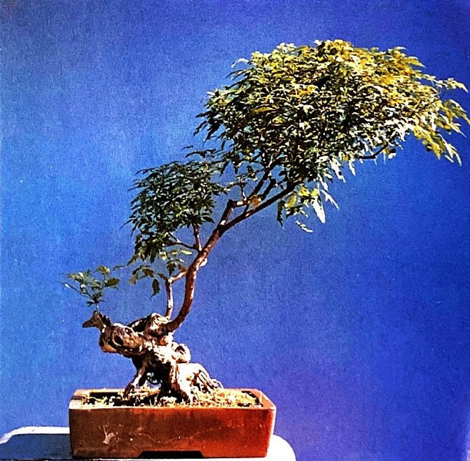 「树木盆景」

盆景艺术起源于中国，历史...