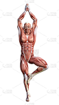3D渲染男性解剖图与肌肉地图锻炼瑜伽在白色