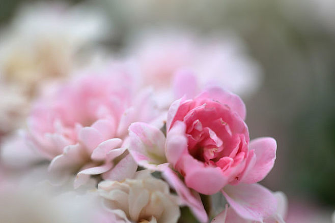 Rose / 薔薇