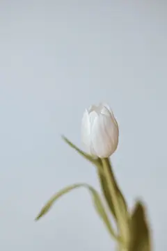 植物郁金香高清素材