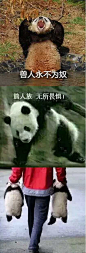 (25 条消息)大熊猫的脾气怎么样？ - 知乎