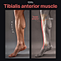 Tibialis anterior muscle