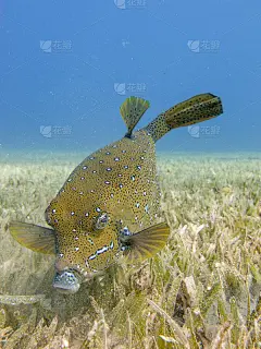 埃及达哈卜，黄色箱鲀在海草中寻找食物