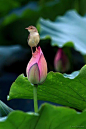 Lovely Bird with Flower