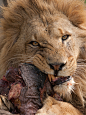 The Predator Blog