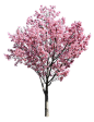 sa098サクラ陽光_Japanese-cherry.png