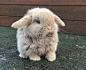Just way too smoldorable  Do you know these rabbit care facts?